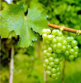 Uva del vinagre balsámico de Módena